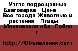 Утята подрощенные Благоварка › Цена ­ 100 - Все города Животные и растения » Птицы   . Московская обл.,Лобня г.